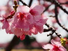 小貝川の桜2