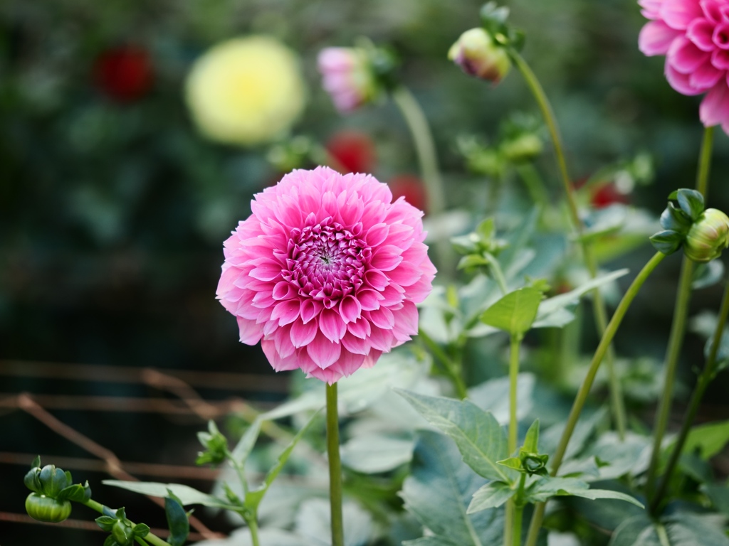 両神山麓花の郷ダリア園35