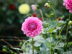 両神山麓花の郷ダリア園35