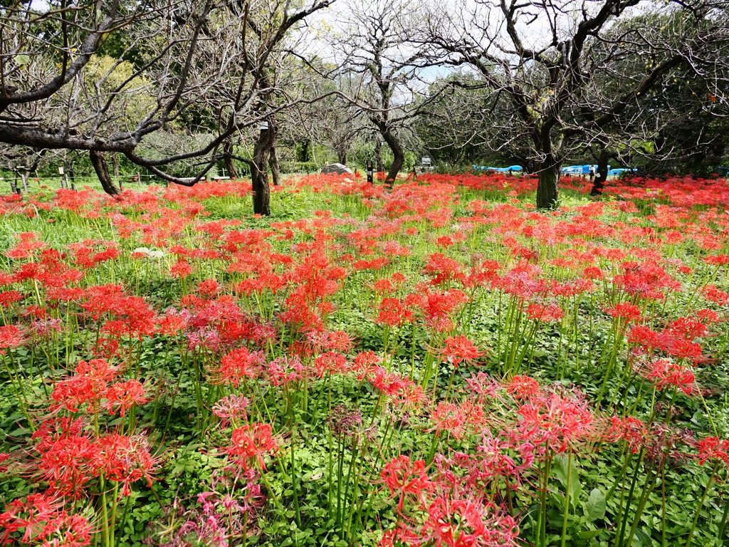 府中郷土の森公園6
