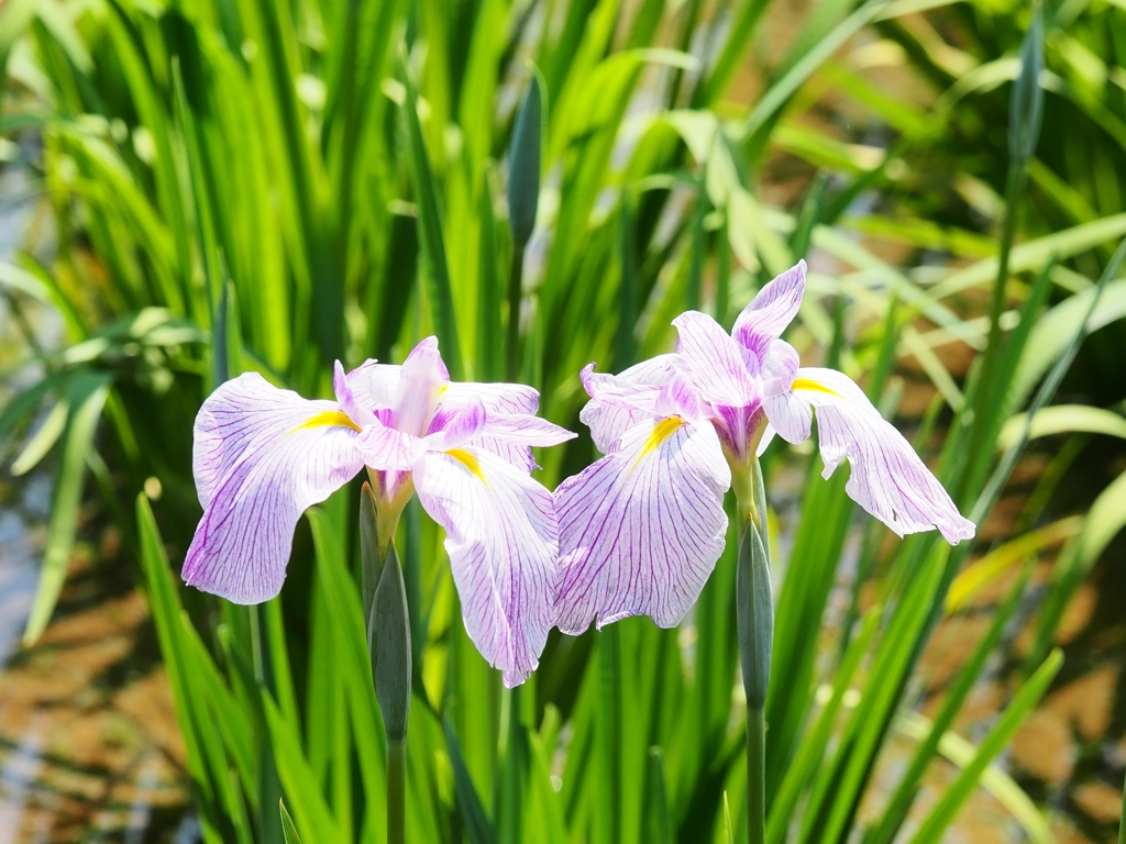 堀切菖蒲園の花菖蒲18