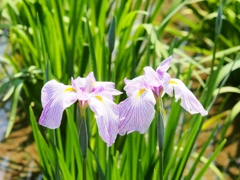 堀切菖蒲園の花菖蒲18