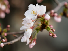 3月の里見公園5