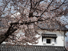 新川千本桜1