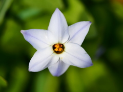 小貝川の桜4