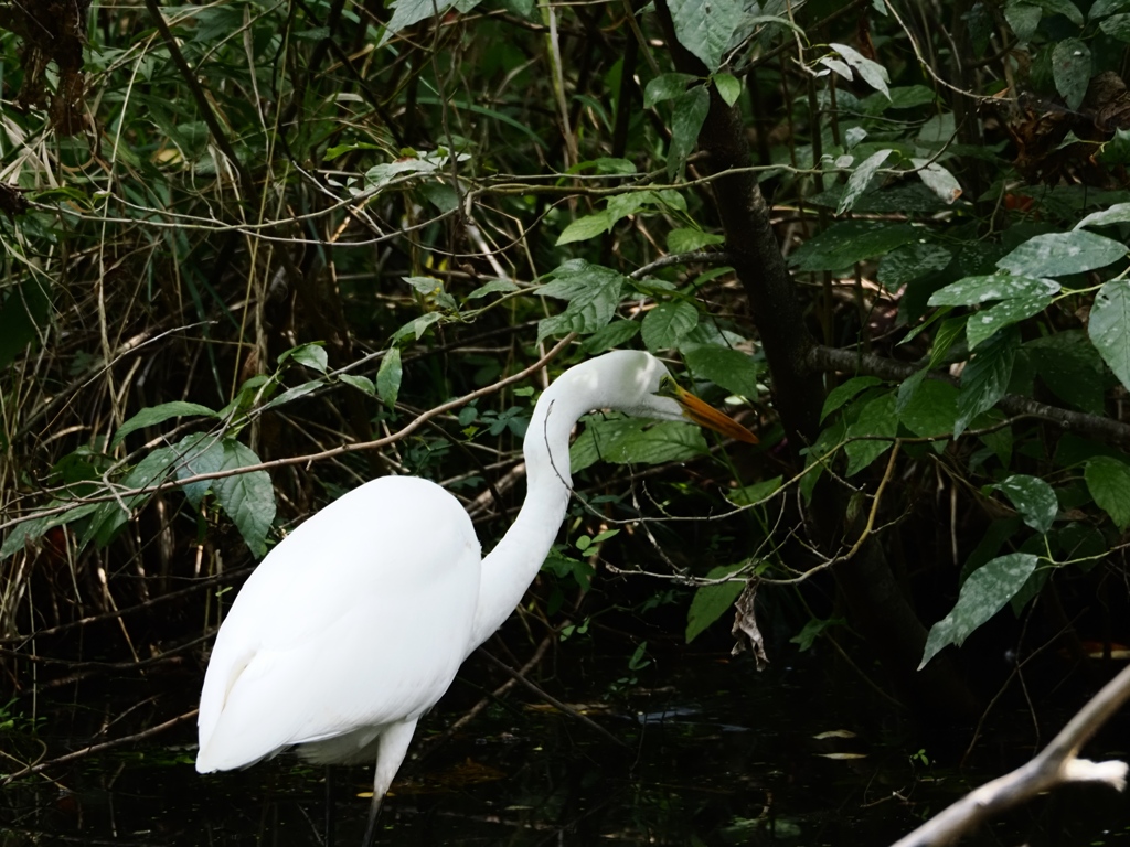 水元公園シン望遠7