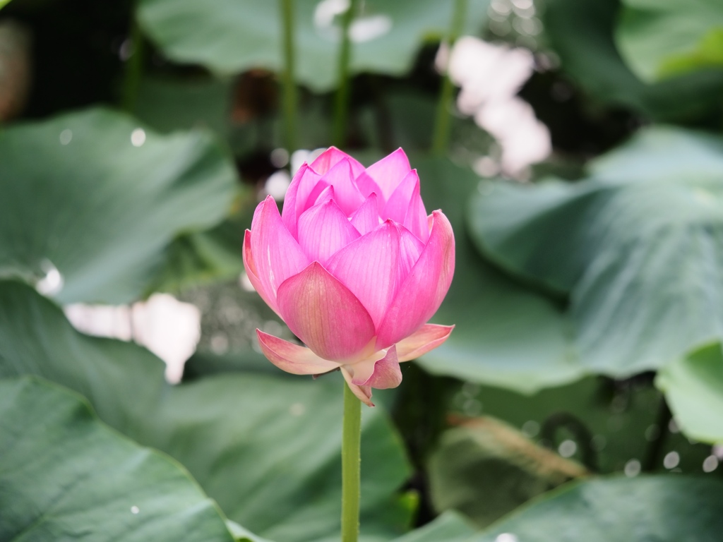 水元公園の蓮10