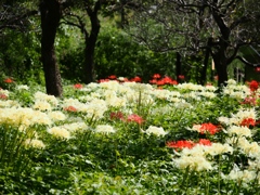 府中郷土の森公園15