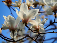 柴又七福神5