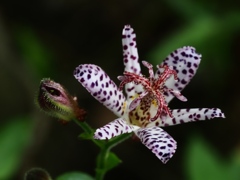 向島百花園17