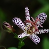 向島百花園17