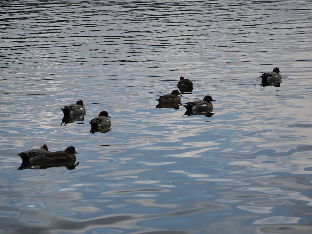 水元公園の鳥19