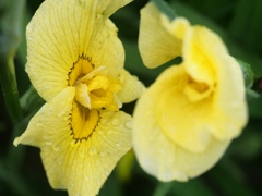 小岩菖蒲園の花菖蒲2