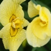 小岩菖蒲園の花菖蒲2