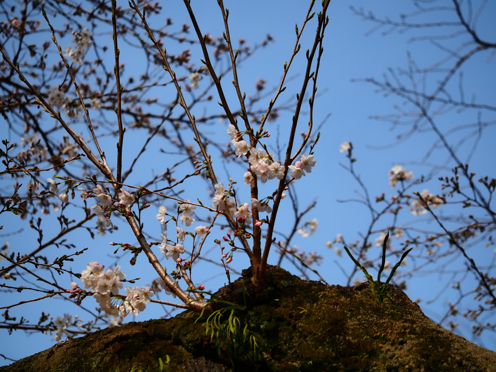 3月の里見公園1