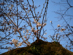 3月の里見公園1