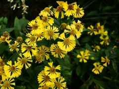 向島百花園32