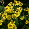 向島百花園32