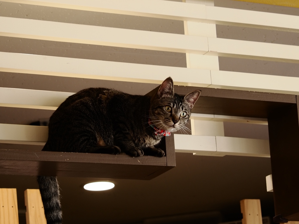 猫まるカフェ3