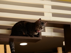 猫まるカフェ3