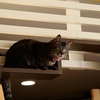 猫まるカフェ3