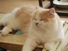猫まるカフェ23