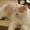 猫まるカフェ23