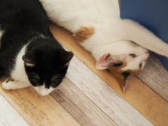 猫まるカフェ21