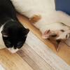猫まるカフェ21