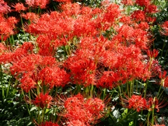 府中郷土の森公園38