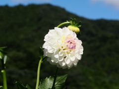 両神山麓花の郷ダリア園27