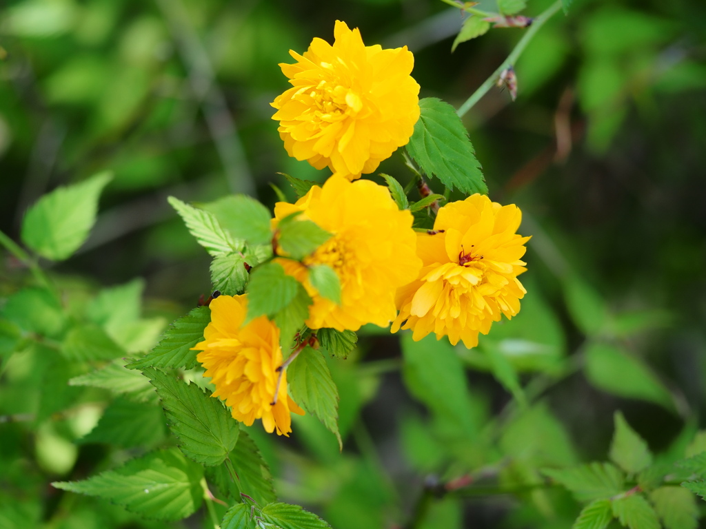4月の堀切菖蒲園10