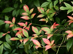 向島百花園19