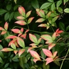 向島百花園19