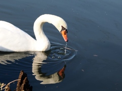 大津川と手賀沼2