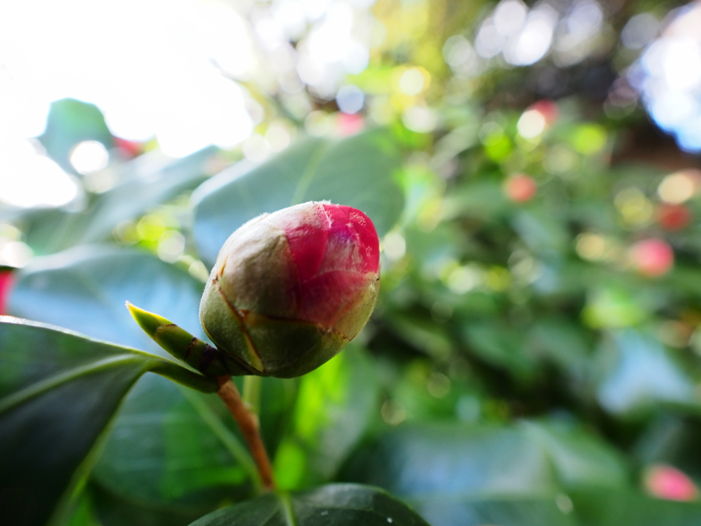 旧芝離宮恩賜庭園7
