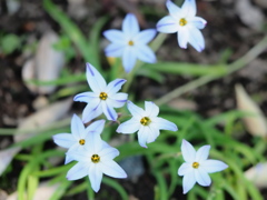 4月の堀切菖蒲園8