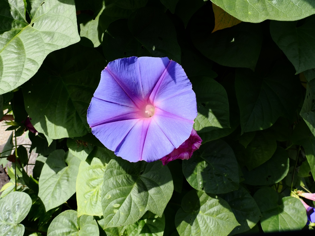 10月の水元公園4