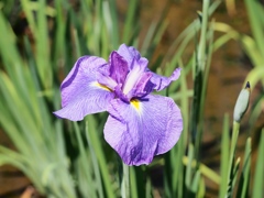 堀切菖蒲園の花菖蒲16
