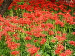 府中郷土の森公園25