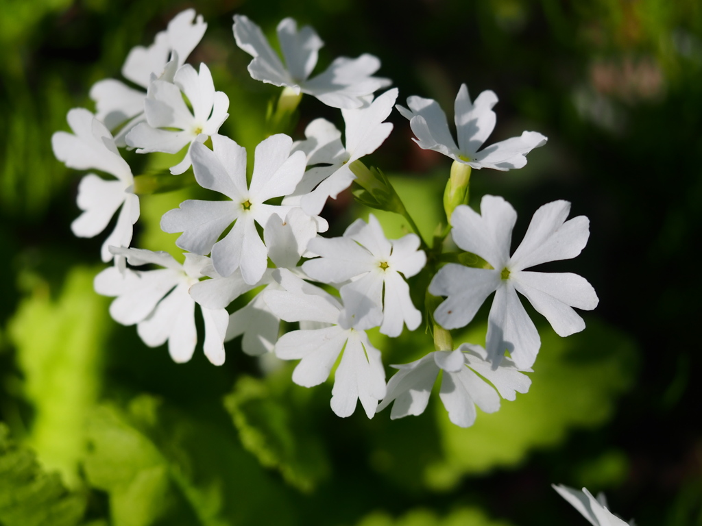 向島百花園11