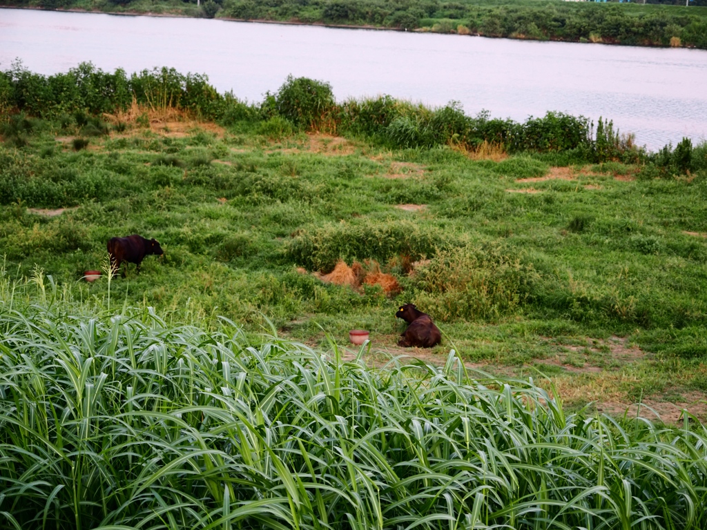 利根川沿岸12