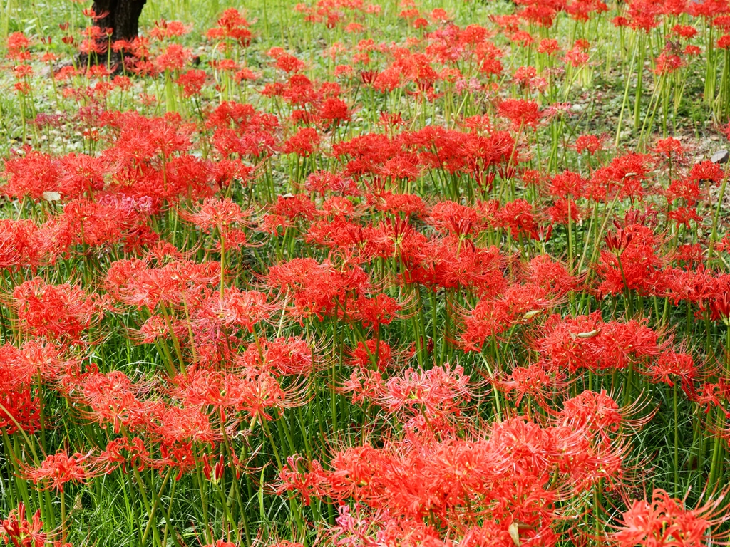 府中郷土の森公園24