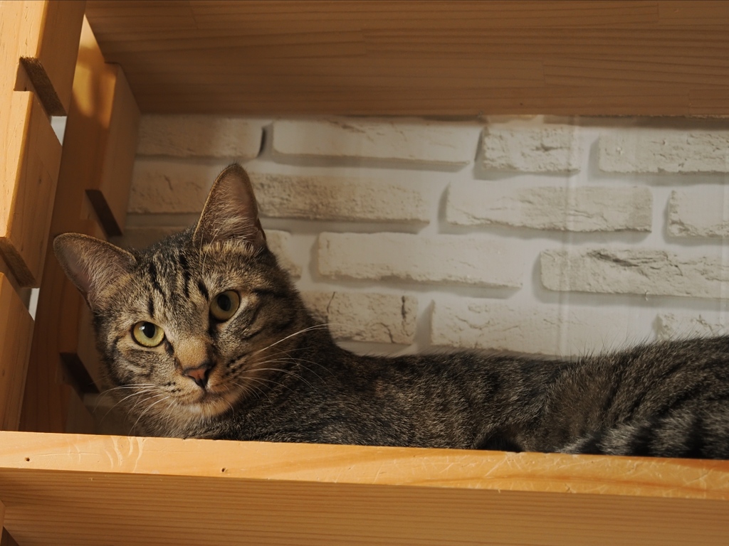 猫まるカフェ13