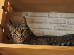 猫まるカフェ13
