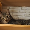 猫まるカフェ13