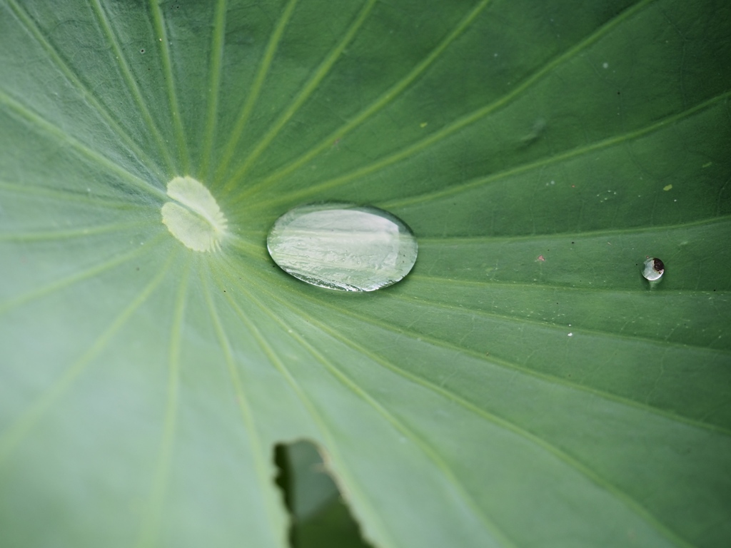 水元公園の蓮19