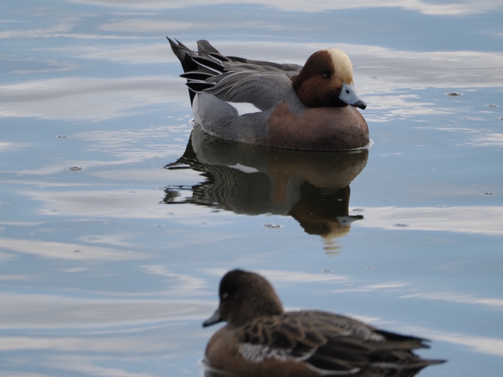 水元公園の鳥20