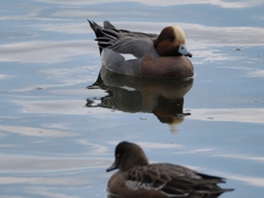 水元公園の鳥20