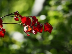 水元公園シン望遠13